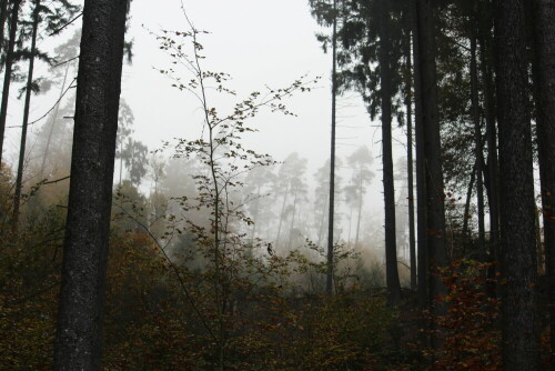 

Aufnameort: Lahnberge östlich von Marburg 19.10.2014
Kamera: Canon EOS 600D, 1/100; 6,3; 55,0mm; ISO 100