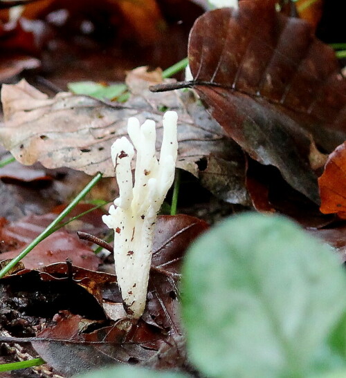 Wie einer Miniatur - Geisterhand ragt sie aus dem Waldboden

Aufnameort: Lahnberge östlich von Marburg 19.10.2014
Kamera: Canon EOS 600D, 1/160; 5,6; 55,0mm; ISO 1600