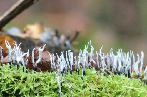 Sie bildet auf Laubbaumstümpfen regelrechte Rasen.

Aufnameort: Lahnberge östlich von Marburg 19.10.2014
Kamera: Canon EOS 600D, 1/320; 5,6; 250,0mm; ISO 3200