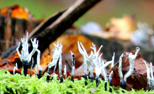 

Aufnameort: Lahnberge östlich von Marburg 19.10.2014
Kamera: Canon EOS 600D, 1/320; 5,6; 250,0mm; ISO 3200