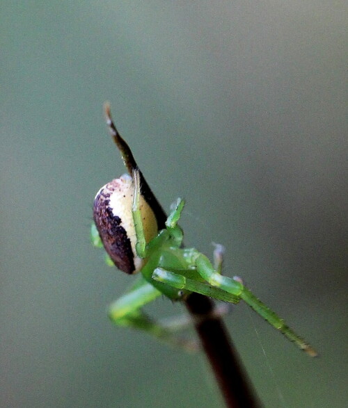 grune-krabbenspinne-diaea-dorsata-female-12491.jpeg