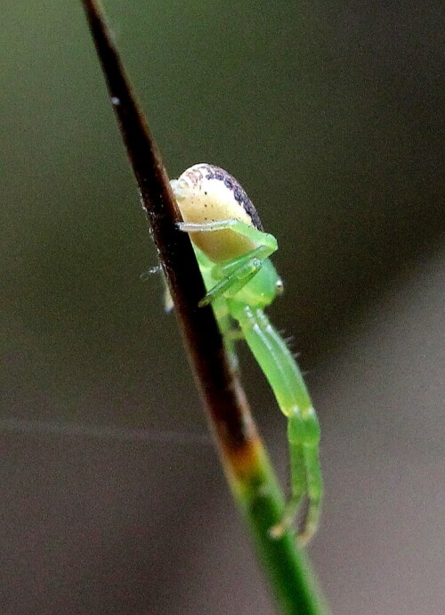 grune-krabbenspinne-diaea-dorsata-female-12492.jpeg