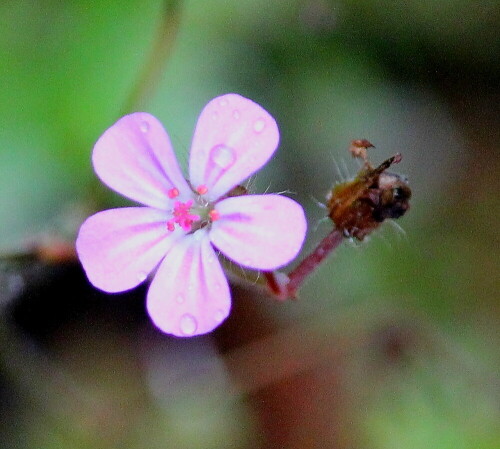 Nektar- und Pollenquelle für spät im Jahr aktive Insekten.

Aufnameort: Lahnberge östlich von Marburg 19.10.2014
Kamera: Canon EOS 600D, 1/250; 5,6; 154,0mm; ISO 2000