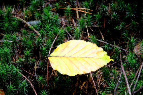 

Aufnameort: Lahnberge östlich von Marburg 19.10.2014
Kamera: Canon EOS 600D, 1/80; 5,6; 179,0mm; ISO 3200