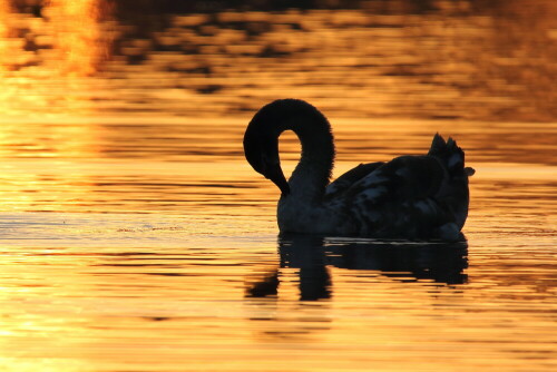 Auch beim Schwan beginnt der Tag mit Körperpflege

Aufnameort: Dannenberg / Elbe
Kamera: Canon 70D