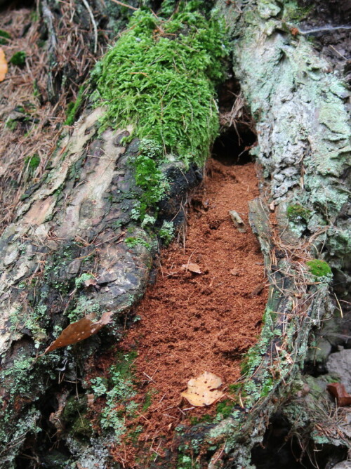 

Aufnameort: Lahnberge östlich von Marburg 19.10.2014
Kamera: Canon EOS 600D, 1/80; 4,0; 55,0mm; ISO 640