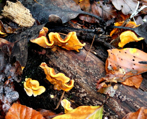 Baumpilze (Schwefelporling ?) können in den kräftigsten Farben leuchten.

Aufnameort: Lahnberge östlich von Marburg 19.10.2014
Kamera: Canon EOS 600D, 1/160; 4,0; 55,0mm; ISO 400