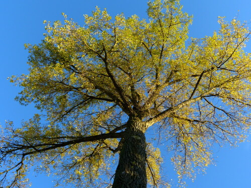 pappel-im-herbstkleid-12501.jpeg