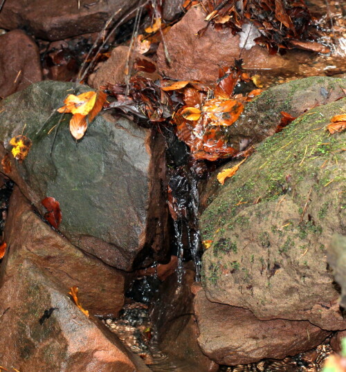 

Aufnameort: Lahnberge östlich von Marburg 19.10.2014
Kamera: Canon EOS 600D, 1/60; 4,0; 100,0mm; ISO 400