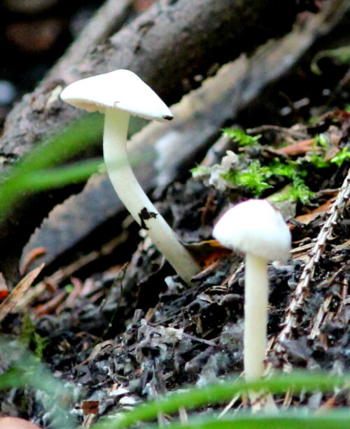 klein, aber giftig.

Aufnameort: Lahnberge östlich von Marburg 19.10.2014
Kamera: Canon EOS 600D, 1/125; 5,6; 154,0mm; ISO 3200