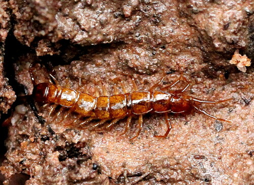 Dieser räuberische Hundertfüßer stellt Würmern, Schnecken und Bodeninsekten nach, die er mit dem Giftbiss seiner Kieferklauen tötet. Für Menschen ist er harmlos, im Gegensatz zu seinen riesigen tropischen Verwandten.

Aufnameort: Lahnberge östlich von Marburg 19.10.2014
Kamera: Canon EOS 600D, 1/160; 5,6; 100,0mm; ISO 3200