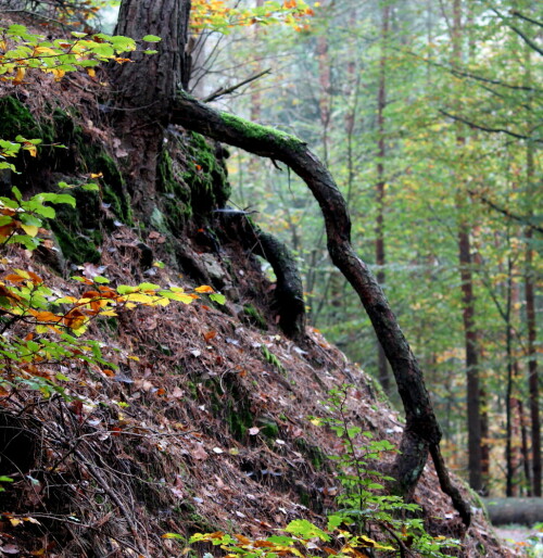 Diese gewaltige Stützwurzel stabilisiert den Baum an der Abbruchkante.

Aufnameort: Lahnberge östlich von Marburg 19.10.2014
Kamera: Canon EOS 600D, 1/80; 4,0; 55,0mm; ISO 800