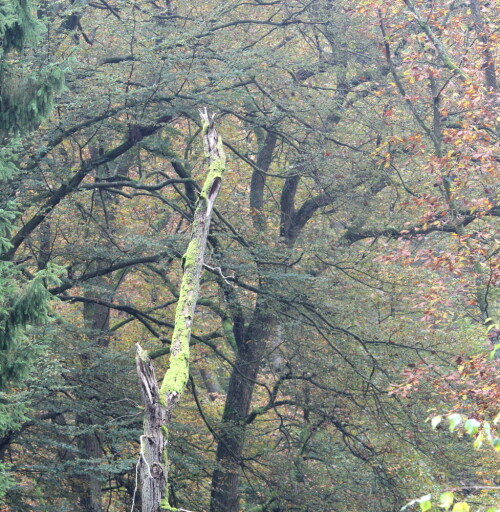 

Aufnameort: Lahnberge östlich von Marburg 19.10.2014
Kamera: Canon EOS 600D, 1/100; 5,6; 74,0mm; ISO 640