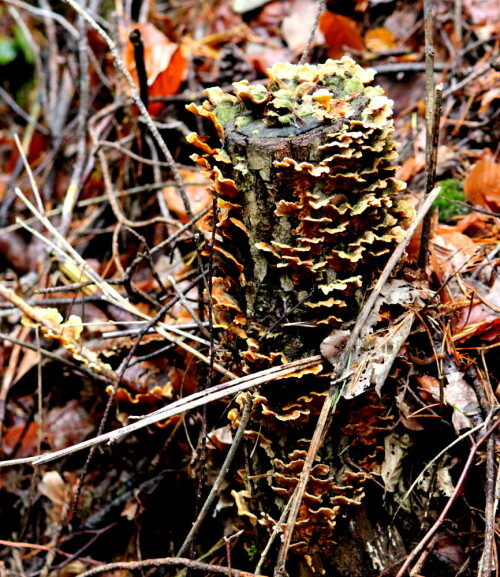 Einen fast völlig von Baumpilzen zugewachsenen Stumpf sieht man selten.

Aufnameort: Lahnberge östlich von Marburg 19.10.2014
Kamera: Canon EOS 600D, 1/125; 5,6; 96,0mm; ISO 3200