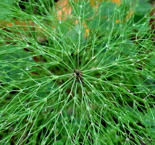 wald-schachtelhalm-equisetum-sylvaticum-12493.jpeg