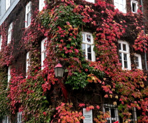 Die Herbstfärbung des Weines macht diese Fassade zu einem Blickfang.

Aufnameort: Marburg, 25.10.2014
Kamera: Canon Power Shot SX700, 1/400; 3,2; 4,5mm; ISO 400