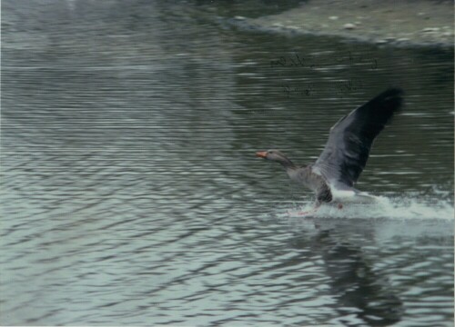 Graugänse sind in der Lage, schnell vom Wasser in die Luft zu kommen

Aufnameort: Hamburg, Teich in naturnaher Grünanlage
Kamera: Contax Aria, 200mm, analoge Aufnahme - digitalisiert