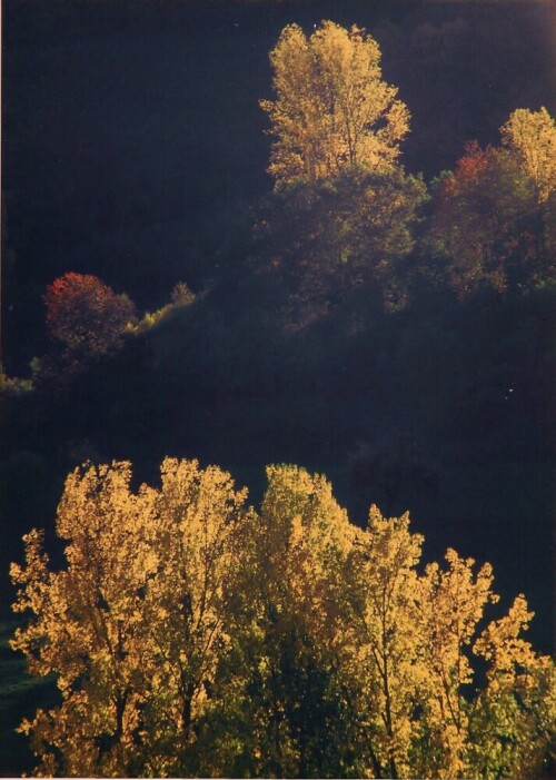 Herbstliche Laubbäume in der Pfalz in einer Mischwaldgegend

Aufnameort: Ein Tal nördlich von Kaiserslautern
Kamera: Contax Aria, 200mm, analoge Aufnahme - digitalisiert