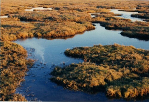 altpriele-im-vorland-von-st-peter-ording-12687.jpeg