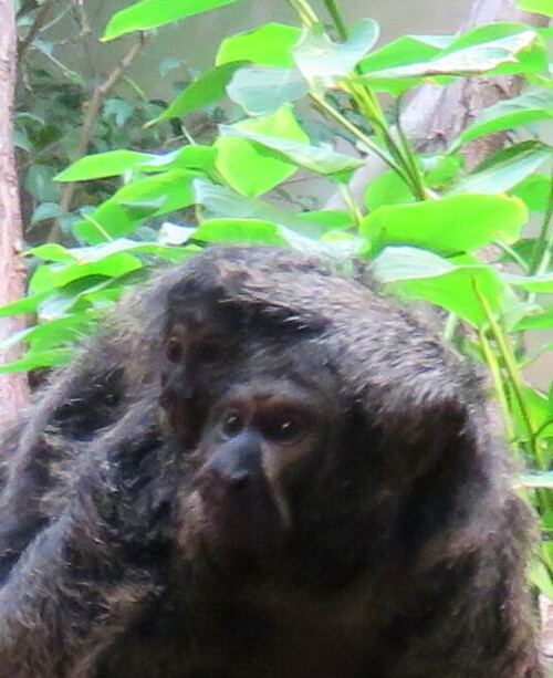 

Aufnameort: Zoo Frankfurt, 01.11.2014
Kamera: Canon Power Shot SX700, 1/30; 3,2; 4,5mm; ISO 500