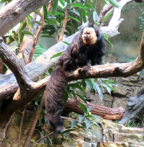 

Aufnameort: Zoo Frankfurt, 01.11.2014
Kamera: Canon Power Shot SX700, 1/30; 3,2; 4,5mm; ISO 640