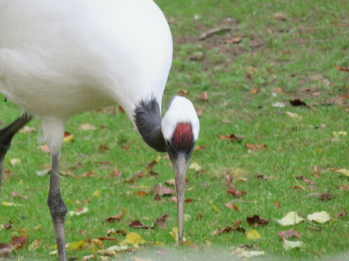 

Aufnameort: Zoo Frankfurt, 01.11.2014
Kamera: Canon Power Shot SX700, 1/100; 5,6; 56,8mm; ISO 800