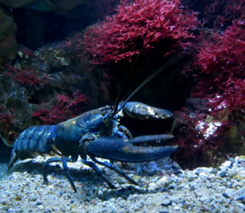 amerikanischer-hummer-homarus-americanus-blau-12771.jpeg