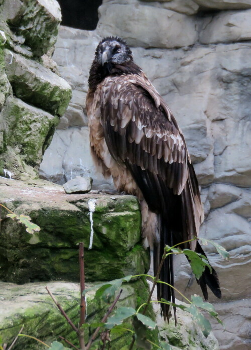 Sie leben im Zoo Frankfut gemeinsam mit einem Kolkrabenpaar in einem Gehege, die Kolkraben sind scharf auf die Knochenreste der Mahlzeiten der Geier und verstecken sie, bis sie hungrig sind.

Aufnameort: Zoo Frankfurt, 01.11.2014
Kamera: Canon Power Shot SX700, 1/60; 5,0; 24,0mm; ISO 320