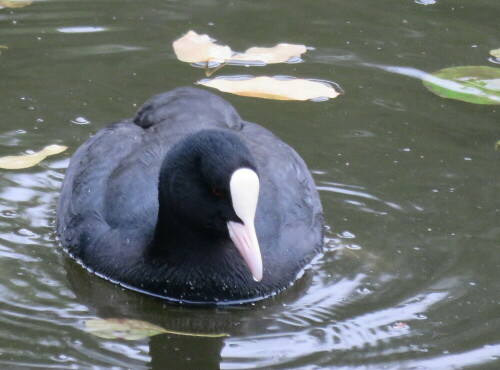 

Aufnameort: Zoo Frankfurt, 01.11.2014
Kamera: Canon Power Shot SX700, 1/80; 5,6; 74,3mm; ISO 800