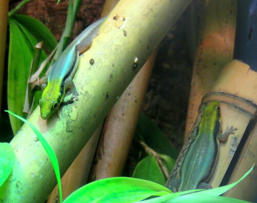 blaue-bambus-phelsume-phelsuma-klemmeri-12806.jpeg