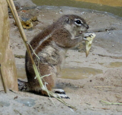 borstenhornchen-xenus-inauris-futtert-12724.jpeg