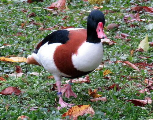 Wegen ihres farbigen Gefieders werden sie gerne als Teichvögel gehalten; sie sind wohl auch wenig anspruchsvolle Pfleglinge.

Aufnameort: Zoo Frankfurt, 01.11.2014
Kamera: Canon Power Shot SX700, 1/80; 5,6; 33,1mm; ISO 640