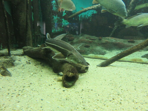 Man versucht, sie wieder anzusiedeln. Typisch sind ihre vier Barteln, mit denen sie den Flussgrund nach Beute "abschmecken"

Aufnameort: Zoo Frankfurt, 01.11.2014
Kamera: Canon Power Shot SX700, 1/30; 3,2; 4,5mm; ISO 800