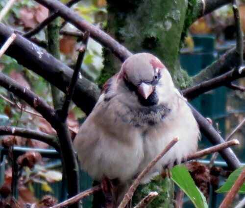 haussperling-passer-domesticus-friert-ein-wenig-12727.jpeg