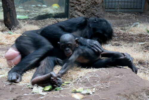 Bonobo - Mutter (Pan paniscus) sucht ihr Junges Zentimeter um Zentimeter ab auf Parasiten, Schuppen und sonstge Unreinheiten. Es kann sich der "liebevollen" Fesselung nicht erwehren. Gesehem im Bogori - Wald des Zoos Frankfurt.

Aufnameort: Zoo Frankfurt, 01.11.2014
Kamera: Canon Power Shot SX700, 1/40; 4,0; 11,4mm; ISO 400