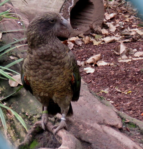 kea-nestor-notabilis-12726.jpeg