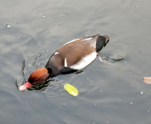 Wie kleine Staubsauger durchpflügen sie ausdauernd die Wasseoberfläche und filtern organisches Material heraus.

Aufnameort: Zoo Frankfurt, 01.11.2014
Kamera: Canon Power Shot SX700, 1/100; 3,5; 6,8mm; ISO 800