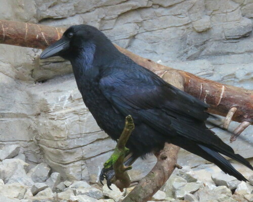 

Aufnameort: Zoo Frankfurt, 01.11.2014
Kamera: Canon Power Shot SX700, 1/125; 5,6; 55,0mm; ISO800