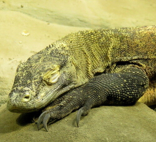 komodowaran-varanus-komodoensis-jungtier-dost-12723.jpeg