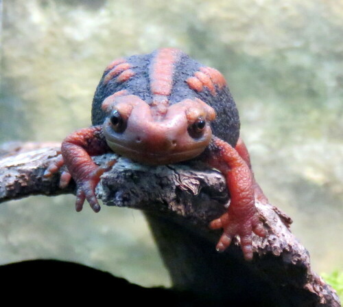 Die Krokdilmolche im Frankfurter Zoo produzieren seit drei Jahren eifrig Nachwuchs; die Eltern wurden am Flughafrn als illegaler Tiertransport beschlagnahmt. Durch die Nachzuchten wird dazu beigetragen, den illegalen Handel mit diesen noch sehr wenig erforscheten Amphibien einzudämmen.

Aufnameort: Zoo Frankfurt, 01.11.2014
Kamera: Canon Power Shot SX700, 1/50; 4,0; 10,6mm; ISO 800