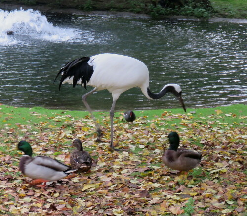 Diese wunderschönen Kraniche, die deutlich größer werden als unsere Grauktaniche, sind in ihrem Bestand erheblich bedroht.

Aufnameort: Zoo Frankfurt, 01.11.2014
Kamera: Canon Power Shot SX700, 1/40; 4,0; 9,9mm; ISO 200