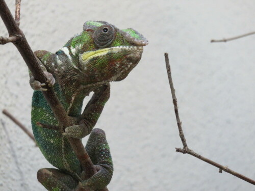 Lebt auf Madagaskar

Aufnameort: Zoo Frankfurt, 01.11.2014
Kamera: Canon Power Shot SX700, 1/60; 5,6; 70,9mm; ISO 800