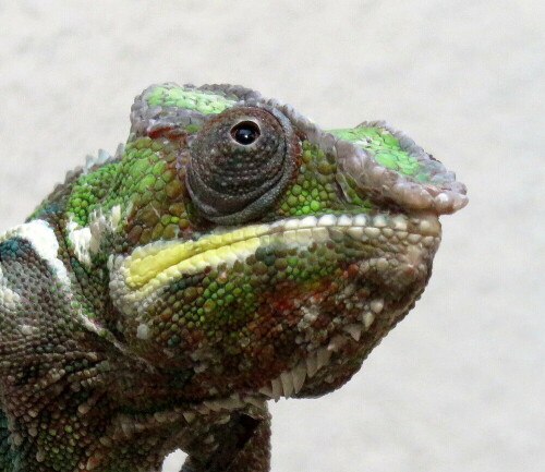 

Aufnameort: Zoo Frankfurt, 01.11.2014
Kamera: Canon Power Shot SX700, 1/60; 5,6; 70,9mm; ISO 800