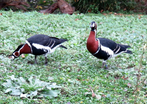 Sie gehören zu den farbenfrohesten Gänsen; in Deutschland als eher seltene Wintergäste zu sehen. Dieses Paar ist allerdings im Frankfurter Zoo "zwangsbeheimatet".

Aufnameort: Zoo Frankfurt, 01.11.2014
Kamera: Canon Power Shot SX700, 1/100; 4,5; 13,5mm; ISO 400