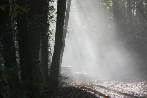 sonne-und-nebel-13259.jpeg