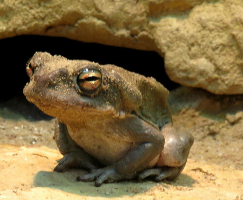 An trockene Habitate mit nur gelegentlichen Wasseransammlungen angepasst, frisst sie alles, was ihr vors Maul kommt. Sie hat sich zum Kulturfolger entwickelt, weil sie in menschlichen Siedlungen besser mit Feuchtigkeit versorgt ist, so ist sie häufig unter Kondenswasser bildenden Klimaanlagen anzutreffen.

Aufnameort: Zoo Frankfurt, 01.11.2014
Kamera: Canon Power Shot SX700, 1/50; 4,5; 16,2mm; ISO 250