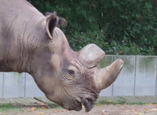 

Aufnameort: Zoo Frankfurt, 01.11.2014
Kamera: Canon Power Shot SX700, 1/60; 5,0; 25,1mm; ISO 400