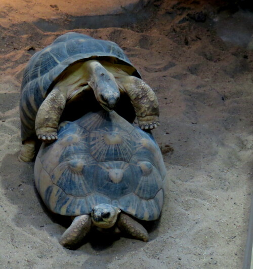 

Aufnameort: Zoo Frankfurt, 01.11.2014
Kamera: Canon Power Shot SX700, 1/50; 4,5; 13,5mm; ISO 250