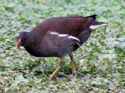 In Zoologischen Gärten sind auch die dort wild lebenden Tiere an die Nähe der Menschen gewöhnt, so dass Fotografien aus kurzer Distanz möglich sind.

Aufnameort: Zoo Frankfurt, 01.11.2014
Kamera: Canon Power Shot SX700, 1/100; 5,6; 62,9mm; ISO 800