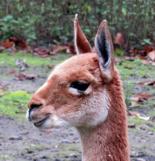 Ihr "Alleinstellungsmerkmal" sind die ständig nachwachsenden unteren Schneidezähne; für uns bekannter sind die Produkte aus ihrer Wolle

Aufnameort: Zoo Frankfurt, 01.11.2014
Kamera: Canon Power Shot SX700, 1/100; 5,6; 62,9mm; ISO 800